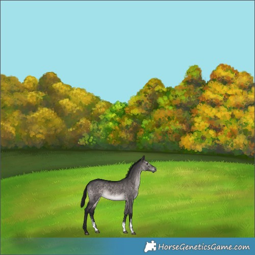 Horse Color:Gray Platinum Brown Dun Sabino 