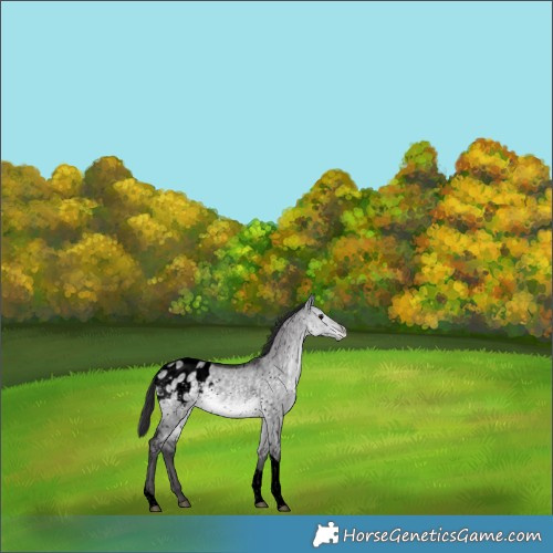 Horse Color:Void Platinum Buckskin Dun Tobiano Appaloosa 