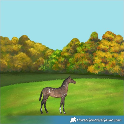 Horse Color:White Spotted Brown Dun Sabino Appaloosa Rabicano 