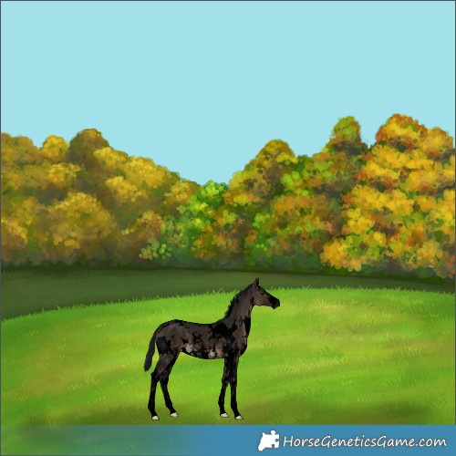 Horse Color:Gray Void White Spotted Brown Dun Sabino 