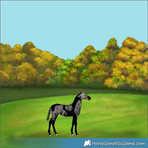Horse Color:Void Platinum Buckskin Dun Sabino Tobiano Rabicano 