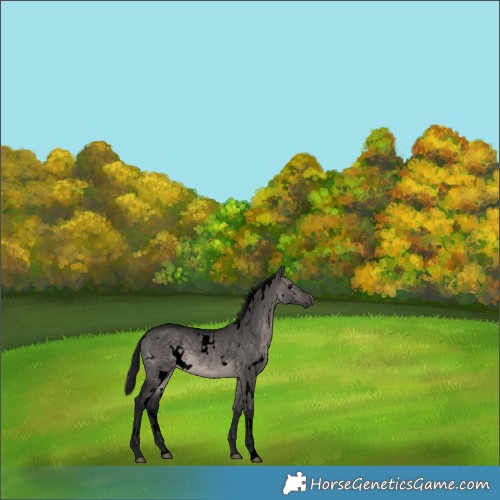 Horse Color:Gray Void Platinum White Spotted Brown Dun 