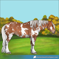 Horse Color:White Spotted Silver Bay 