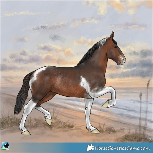 Horse Color:Brown Sabino Tobiano Rabicano 