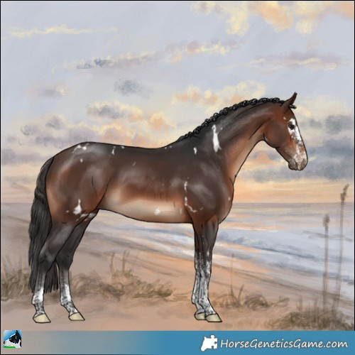 Horse Color:White Spotted Brown Rabicano 