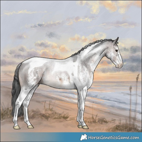 Horse Color:White Spotted Brown Tobiano 