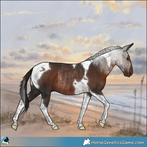 Horse Color:Liver Chestnut Tobiano Rabicano 