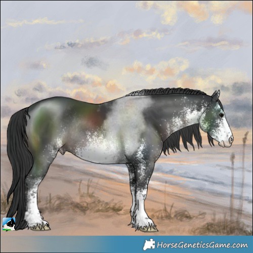 Horse Color:White Spotted Black Rabicano 
