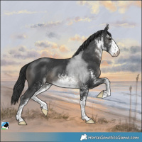 Horse Color:White Spotted Black Rabicano 