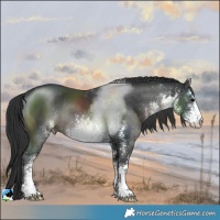 Horse Color:White Spotted Black Rabicano 