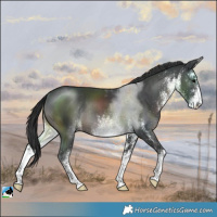 Horse Color:White Spotted Black Rabicano