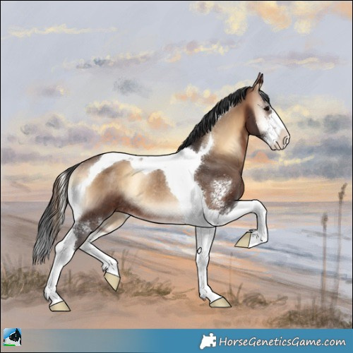 Horse Color:Bay Onyx Sabino Tobiano Rabicano 