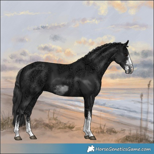 Horse Color:White Spotted Black Ice Tobiano Rabicano 