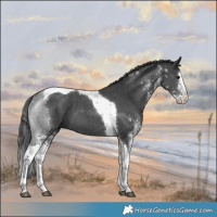 Horse Color:White Spotted Black Splash Tobiano