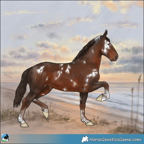 Horse Color:White Spotted Liver Chestnut Tobiano Rabicano 
