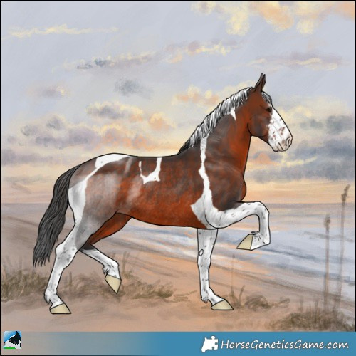 Horse Color:White Spotted Brown Tobiano Rabicano 