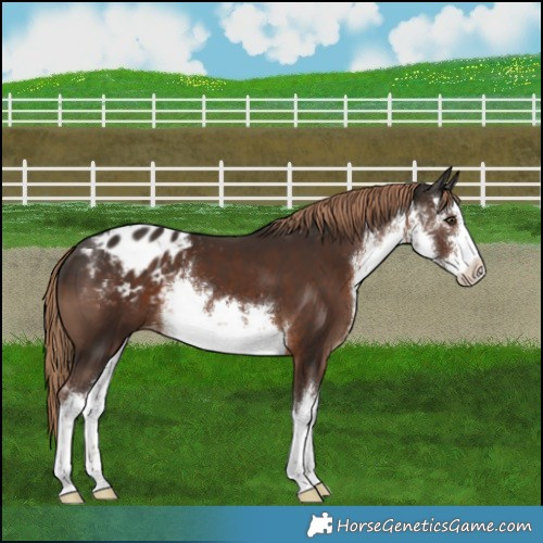 Horse Color:White Spotted Liver Chestnut Appaloosa 