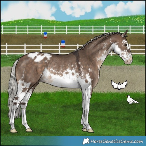 Horse Color:White Spotted Silver Brown Dun Varnish Rabicano 