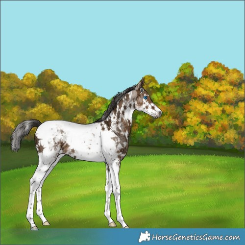 Horse Color:Gray White Spotted Liver Red Dun Ice Splash Tobiano Rabicano 