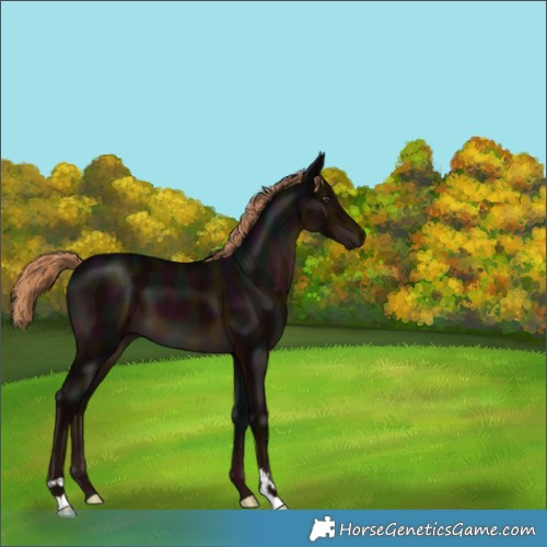 Horse Color:Midnight Liver Chestnut 
