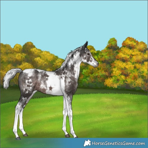 Horse Color:Gray Platinum White Spotted Liver Chestnut Mushroom Tobiano 