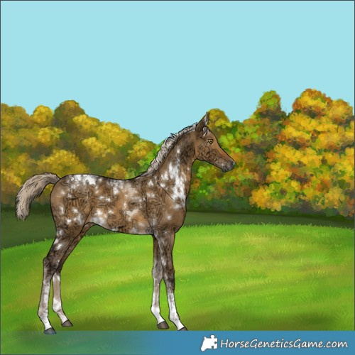 Horse Color:Gray White Spotted Chocolate Palomino Ice Dun Mushroom Tobiano 