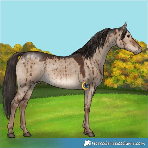 Horse Color:Liver Red Dun Rabicano Brindle 