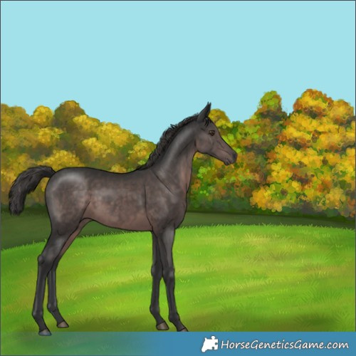Horse Color:Gray Platinum Liver Chestnut 