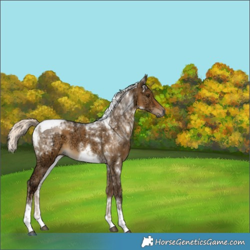 Horse Color:Gray Chocolate Palomino Ice Dun Tobiano 