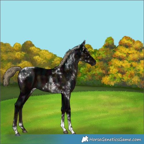 Horse Color:Gray Midnight Liver Chestnut Ice Mushroom Tobiano 