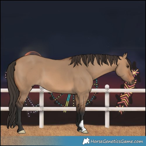 Horse Color:Bay Dun 