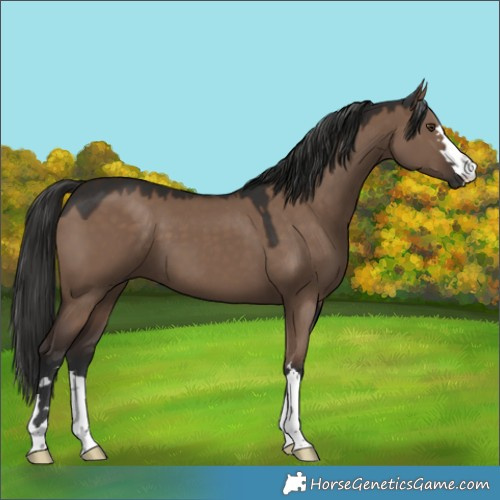 Horse Color:Liver Red Dun 