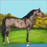 Horse Color:Brown Dun Brindle