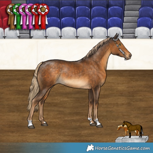 Horse Color:Chocolate Palomino Rabicano 