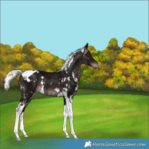 Horse Color:White Spotted Liver Chestnut Ice Mushroom Tobiano 