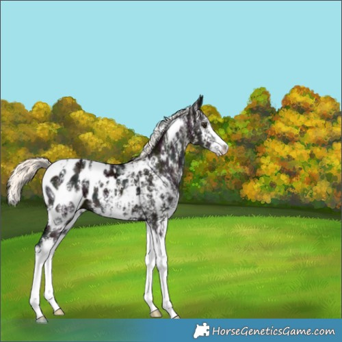 Horse Color:White Spotted Midnight Liver Red Dun Ice Mushroom Splash Appaloosa 