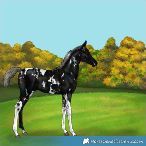 Horse Color:White Spotted Midnight Liver Chestnut Ice Mushroom Tobiano 