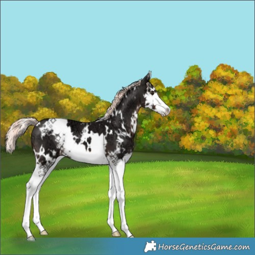 Horse Color:White Spotted Liver Chestnut Ice Mushroom Sabino Splash 