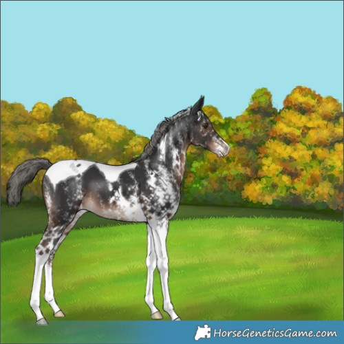 Horse Color:White Spotted Liver Chestnut Mushroom Tobiano 