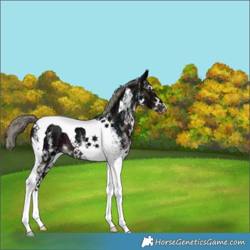 Horse Color:White Spotted Midnight Liver Chestnut Mushroom Tobiano 