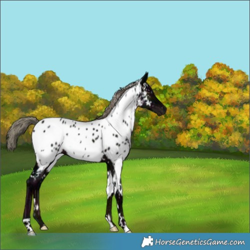 Horse Color:White Spotted Midnight Liver Chestnut Ice Mushroom Appaloosa 