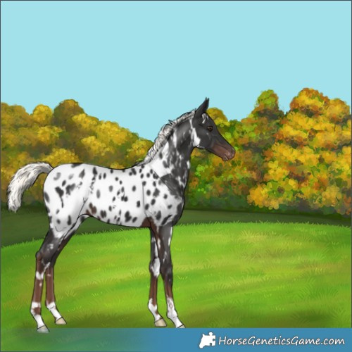 Horse Color:White Spotted Liver Chestnut Mushroom Appaloosa 