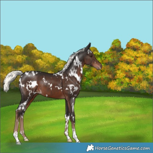 Horse Color:White Spotted Liver Chestnut Mushroom 