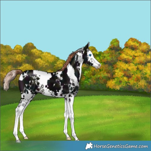 Horse Color:White Spotted Midnight Liver Chestnut Splash 