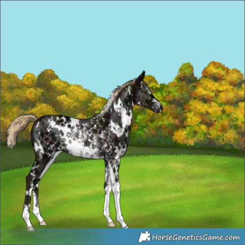 Horse Color:White Spotted Midnight Chocolate Palomino Ice Mushroom Sabino Rabicano 