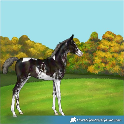 Horse Color:White Spotted Midnight Liver Chestnut Mushroom Tobiano 