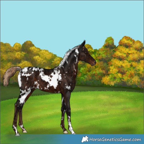 Horse Color:White Spotted Liver Chestnut Ice 