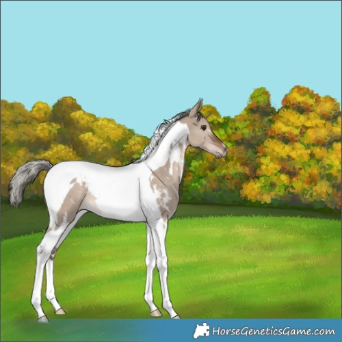 Horse Color:White Spotted Liver Red Dun Mushroom Tobiano 