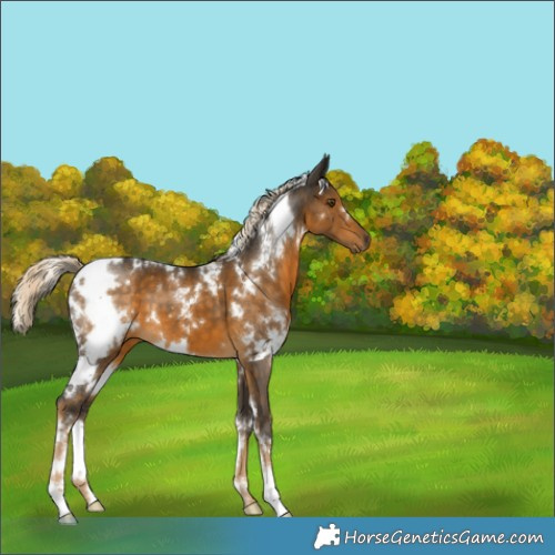 Horse Color:White Spotted Chocolate Palomino Mushroom 