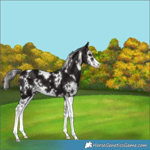 Horse Color:White Spotted Liver Chestnut Ice Mushroom Splash 